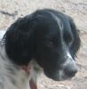 perro: Setter - Border Collie