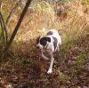 Brando dando un paseo