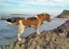 Noa en la playa