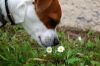 Paloma y las flores