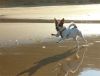 Paloma corriendo por la playa