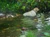 La perrita metida en el río